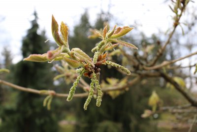 Quercus dentata - dub zubatý - jehnědy